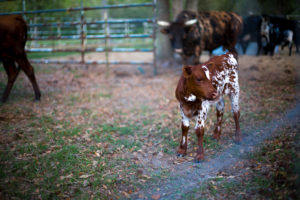 Buy Sell Florida Cracker Calves