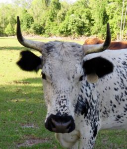 Cracker Cows for Sale in Florida