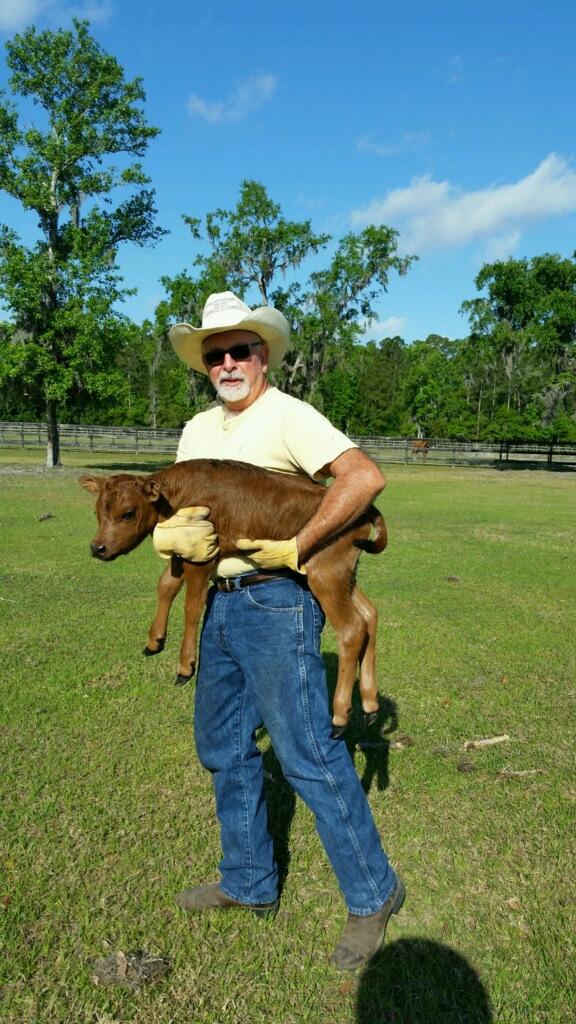 Florida Cracker Cattle for Sale Palm Coast