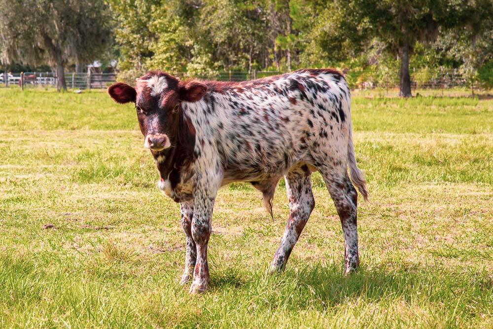 Our Florida Cracker Cattle Two Son Farm