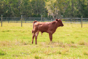 For Sale Florida Cracker Calves