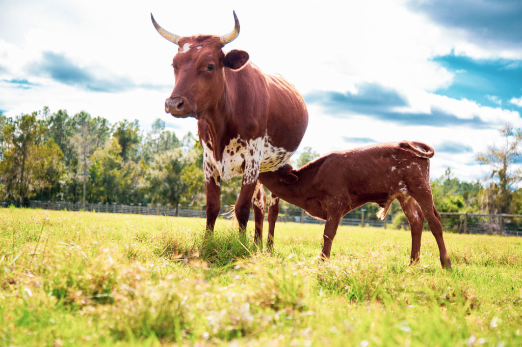 Best Florida Cattle to Buy Jacksonville FL