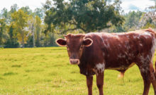Cracker Cattle for Sale in Florida
