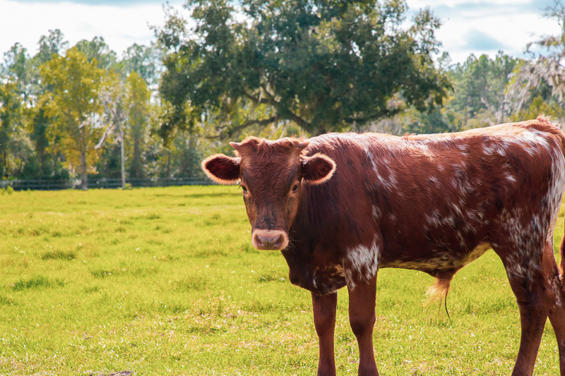 Cracker Cattle for Sale in Florida