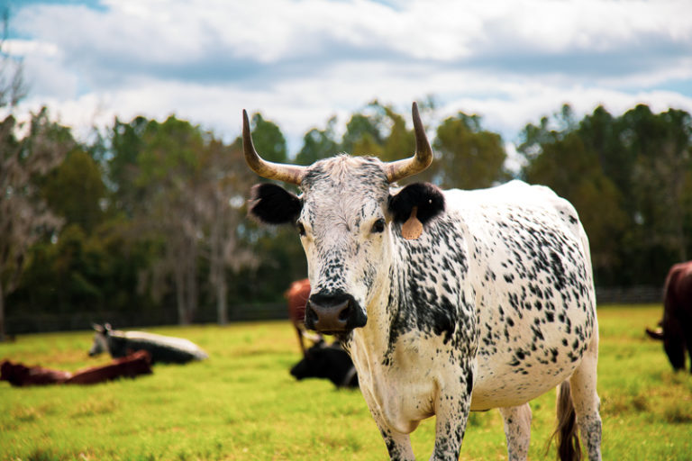 Florida Cracker Cattle For Sale In Florida 10 768x512 