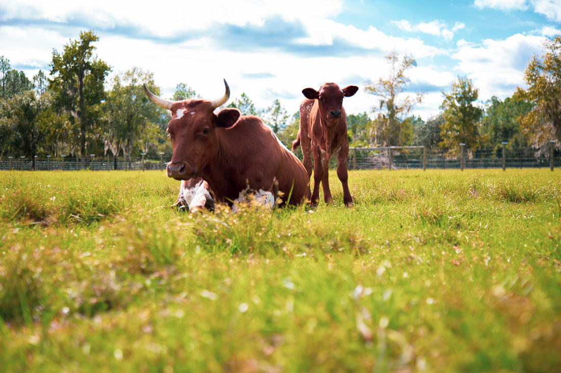 Cracker Cattle For Sale St Augustine Jacksonville FL   Florida Cracker Cattle For Sale In Florida 2 1 